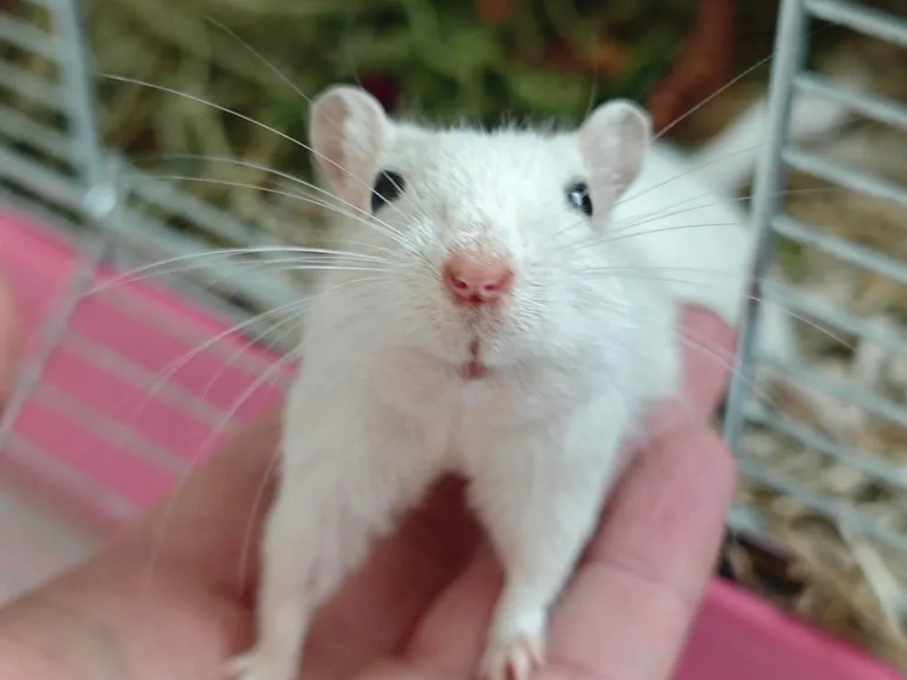 Une gerbille blanche tenue dans une main, devant sa cage