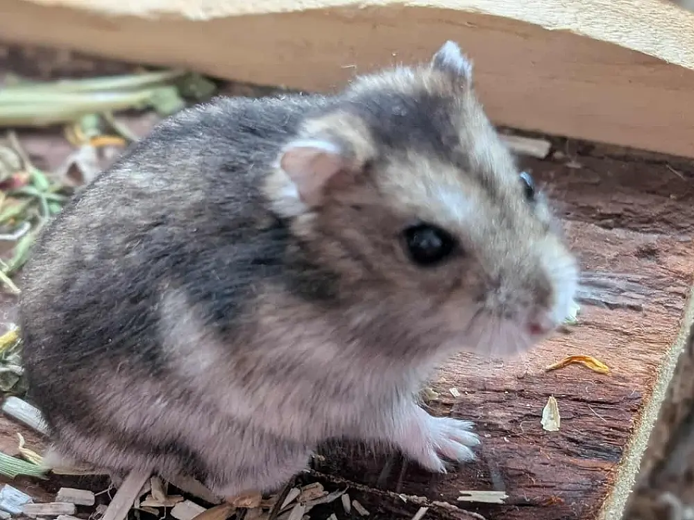 Lixy, hamster nain gris et blanc de l'association, posée sur une planche de bois.