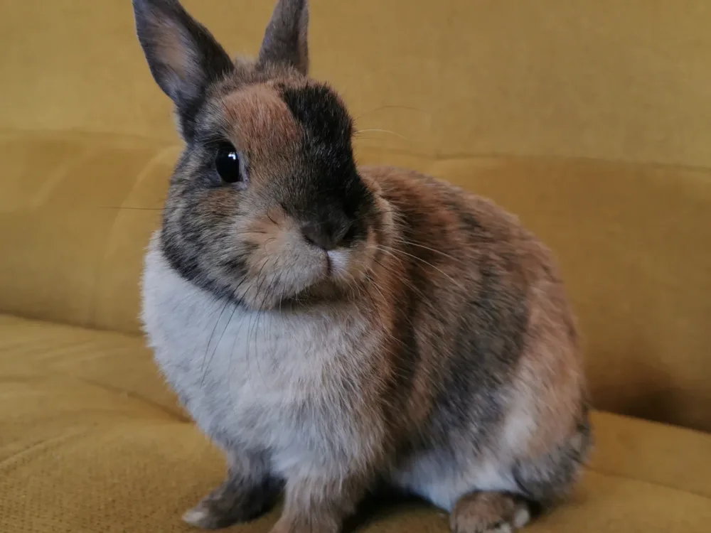 Un lapin au pelage roux et gris, assis sur un canapé.
