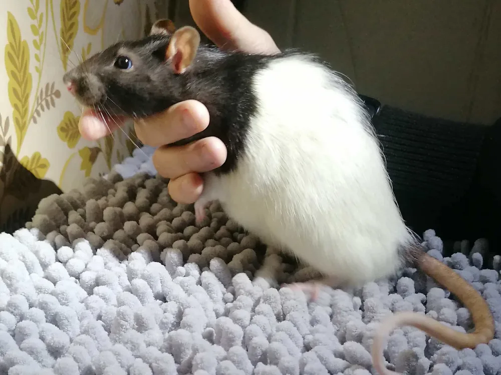 Un rat noir et blanc tenu dans une main, posé sur un tapis clair.