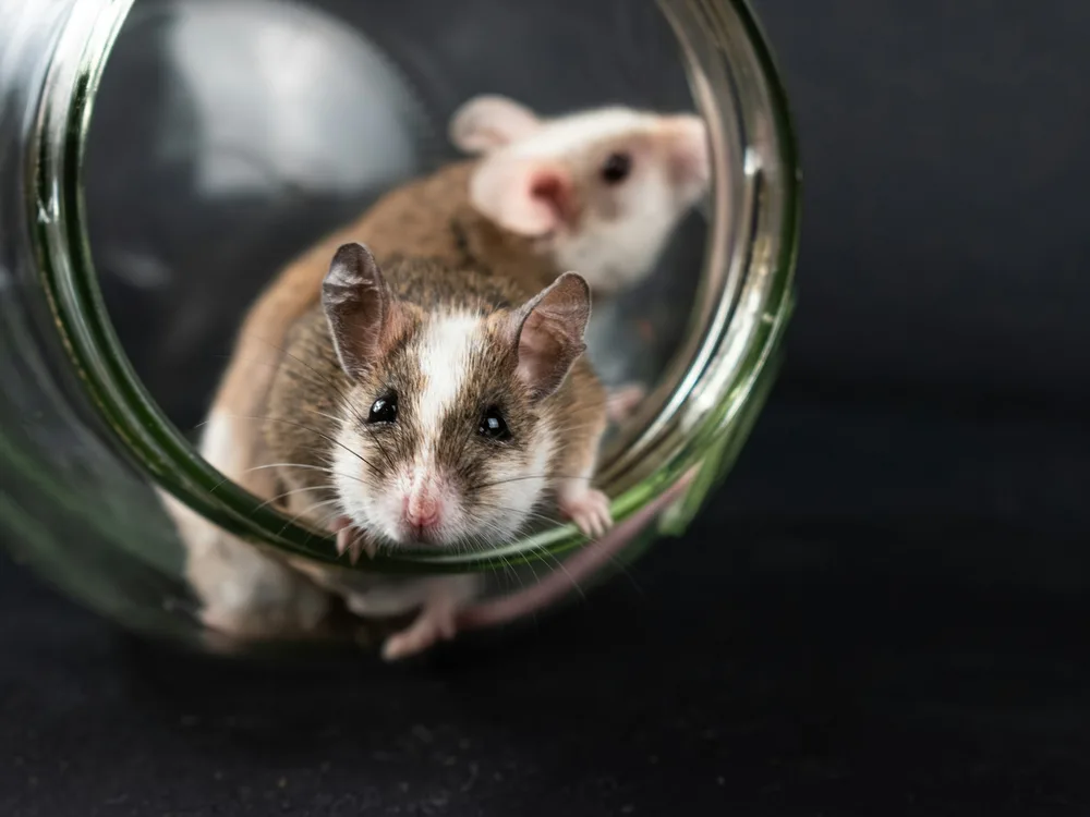 Deux souris brun et blanc explorant un bocal de verre.