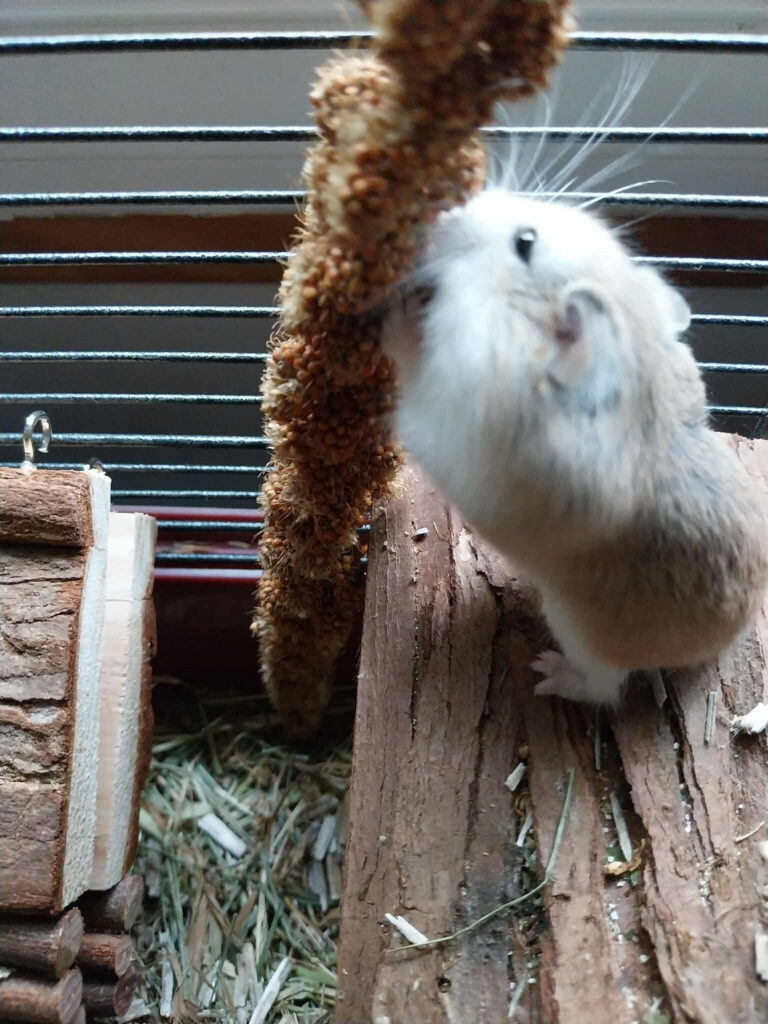 Mochi, hamster, à l'adoption