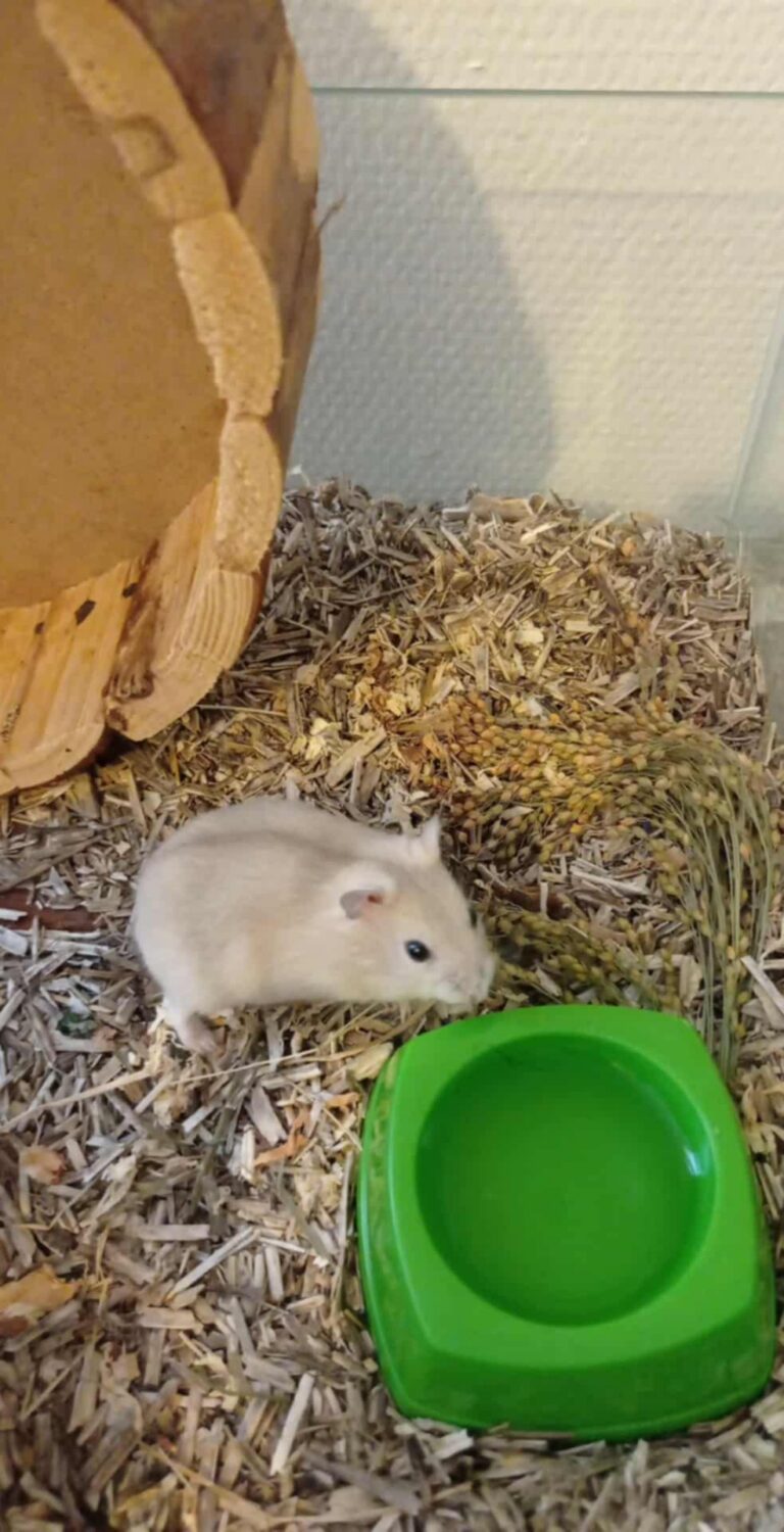 Molly, hamster, à l'adoption
