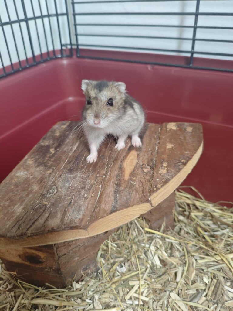 Pawmi, hamster, à l'adoption