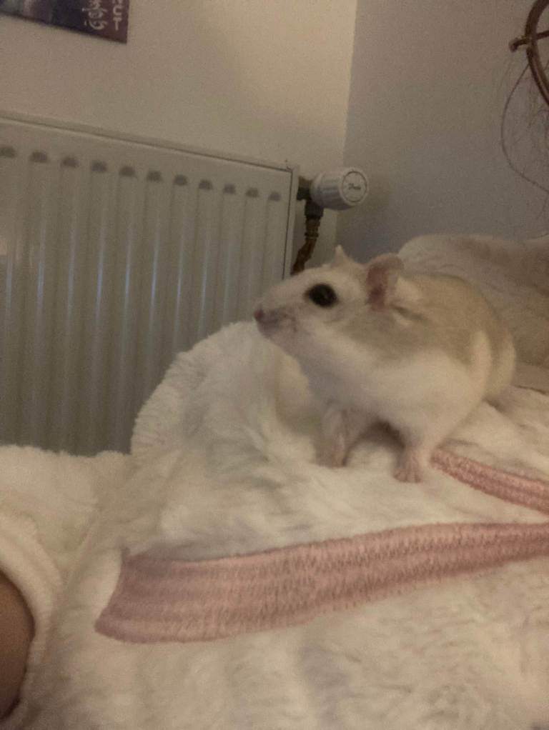Grignotte, hamster, à l'adoption