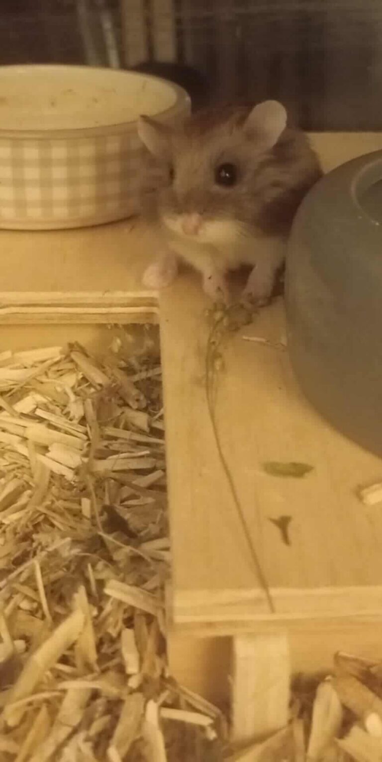 Pito, hamster, à l'adoption