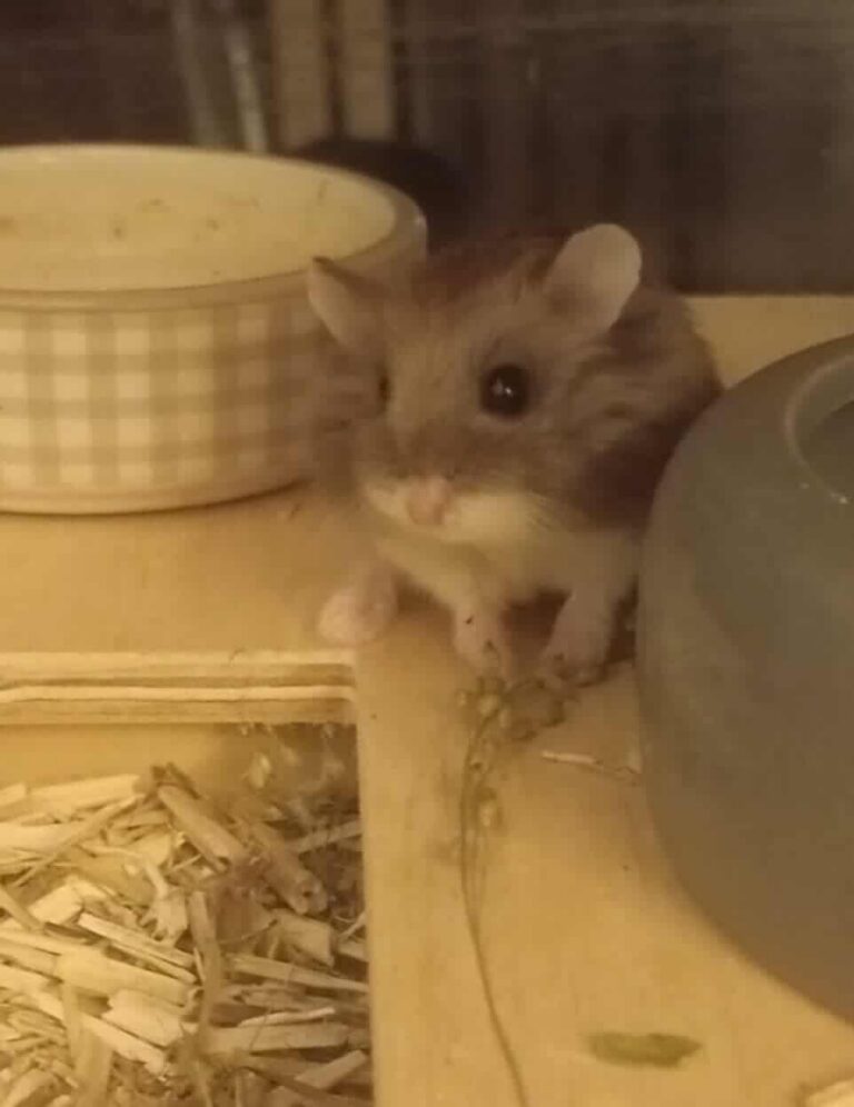 Pito, hamster, à l'adoption