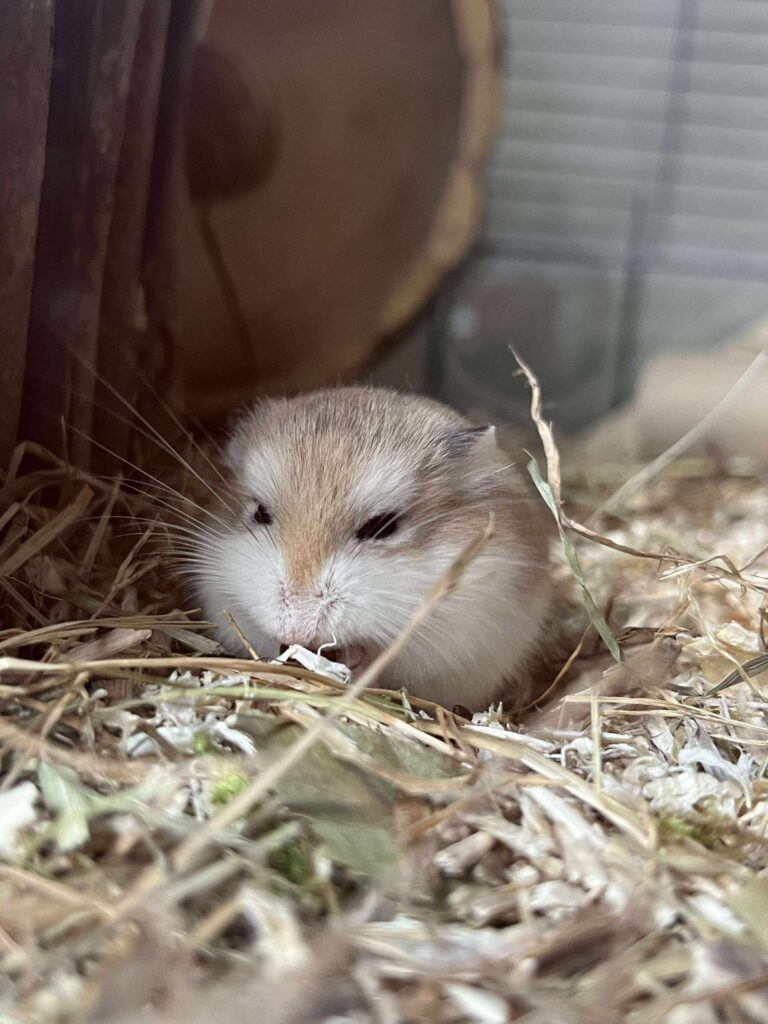 Dobby, hamster, à l'adoption