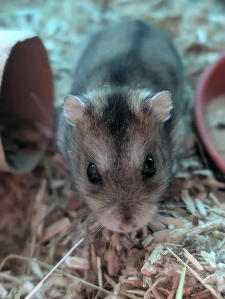 Lixy, hamster, à l'adoption