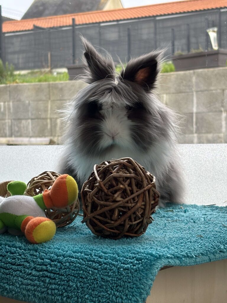 Rocket, lapin, à l'adoption