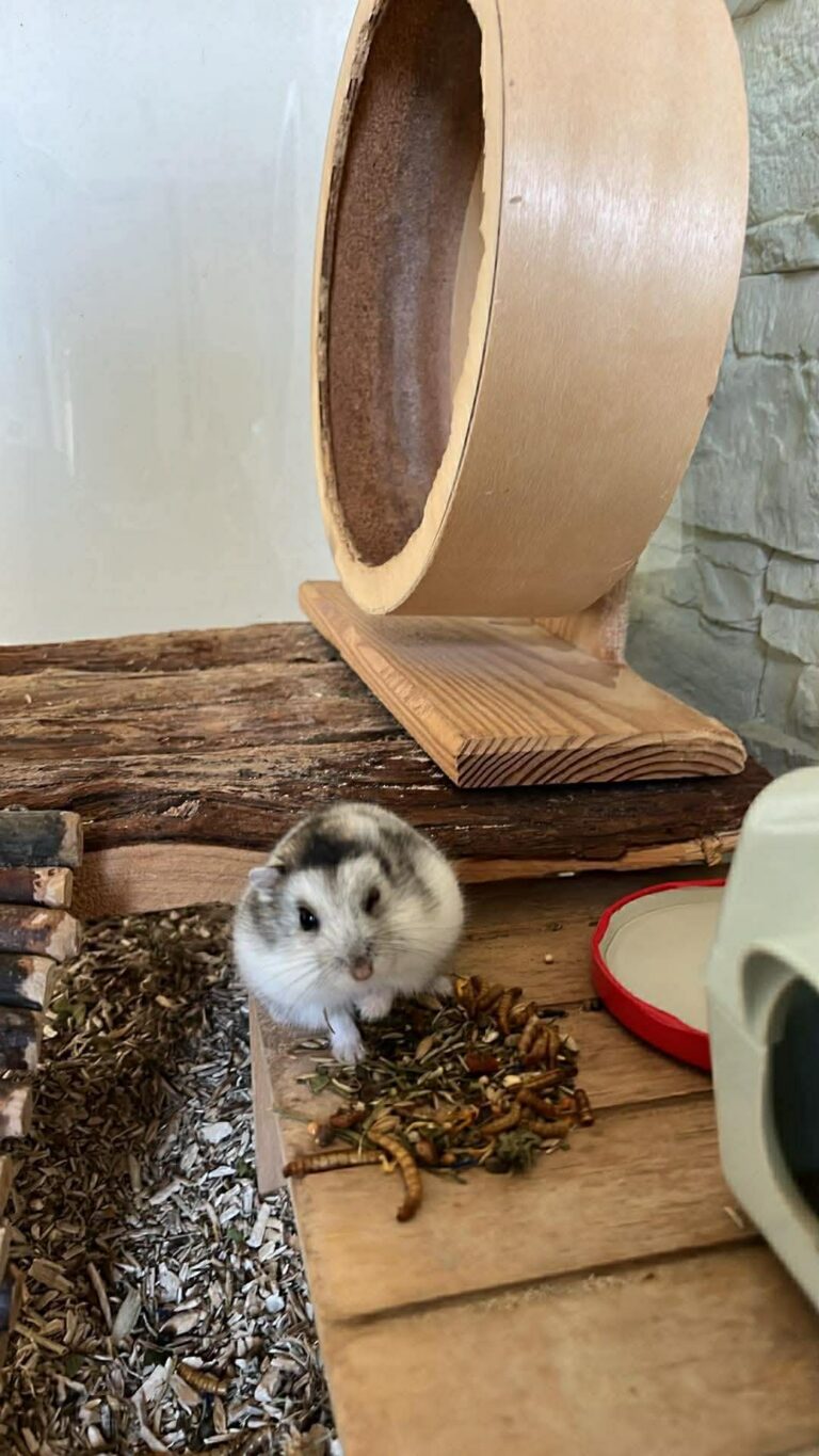 Roi-Liche, hamster, à l'adoption