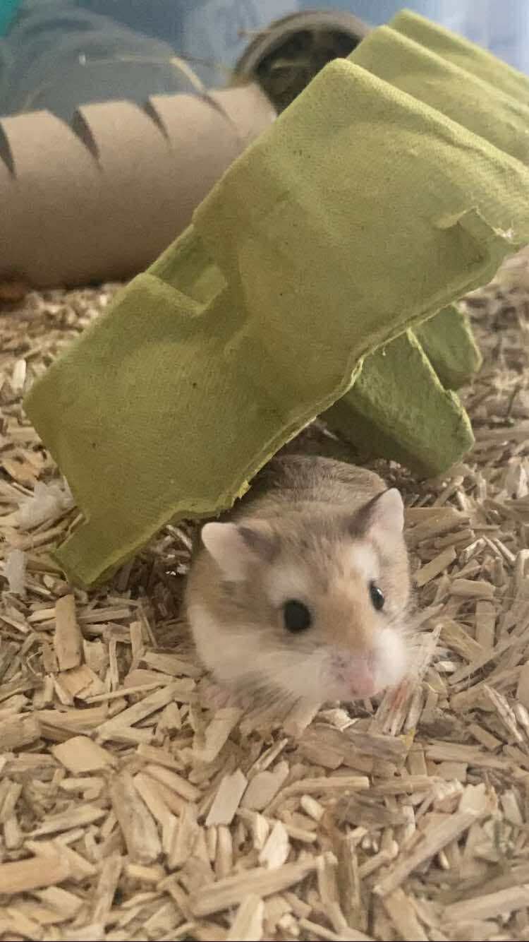 Taro, hamster, à l'adoption
