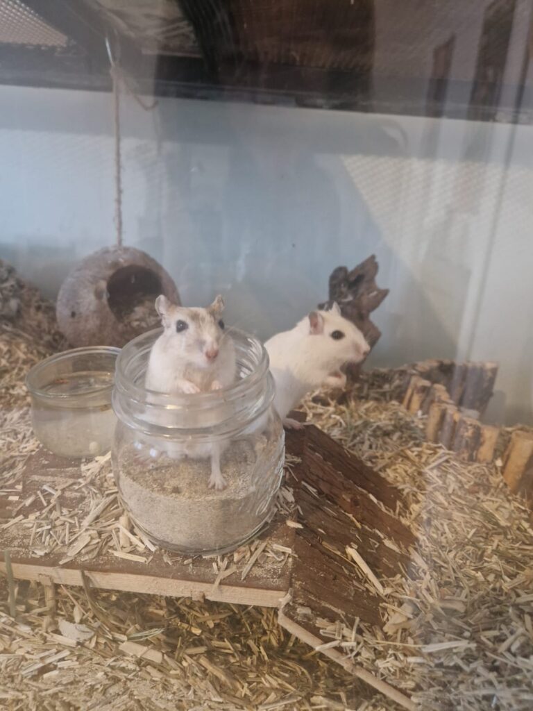 Ben, Nuts et Jerry, gerbille, à l'adoption