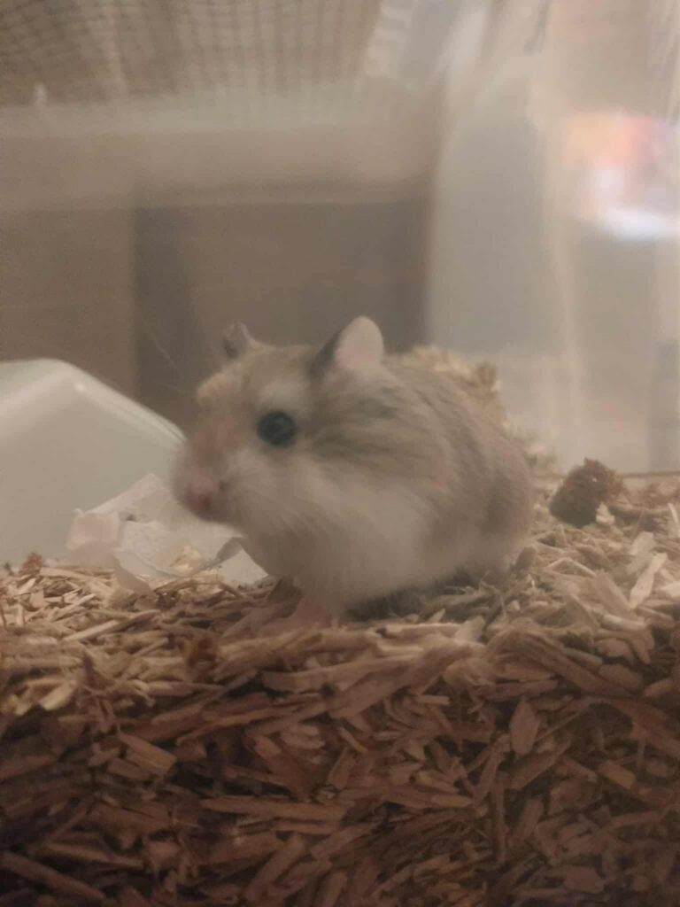 Tibou, hamster, à l'adoption