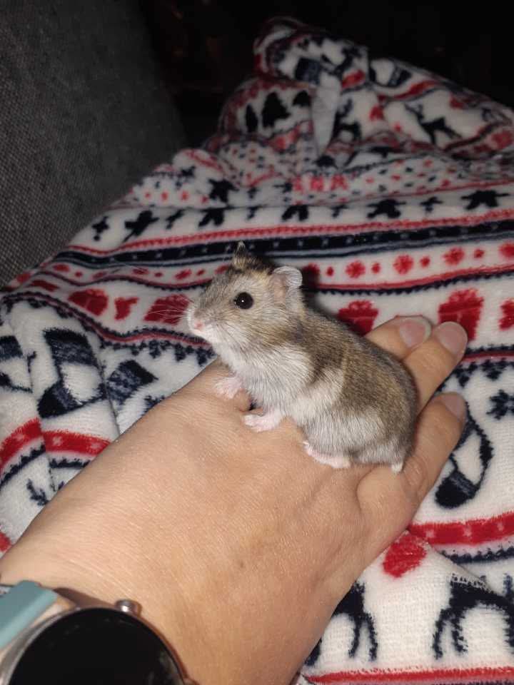 Kiwi, hamster, à l'adoption