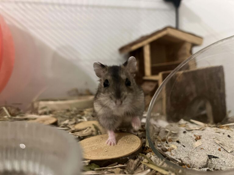 Marcel, hamster, à l'adoption