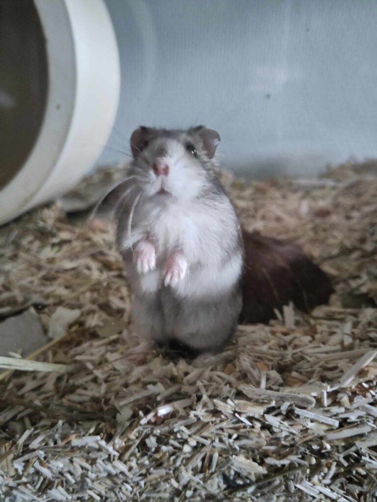 Lili, hamster, à l'adoption