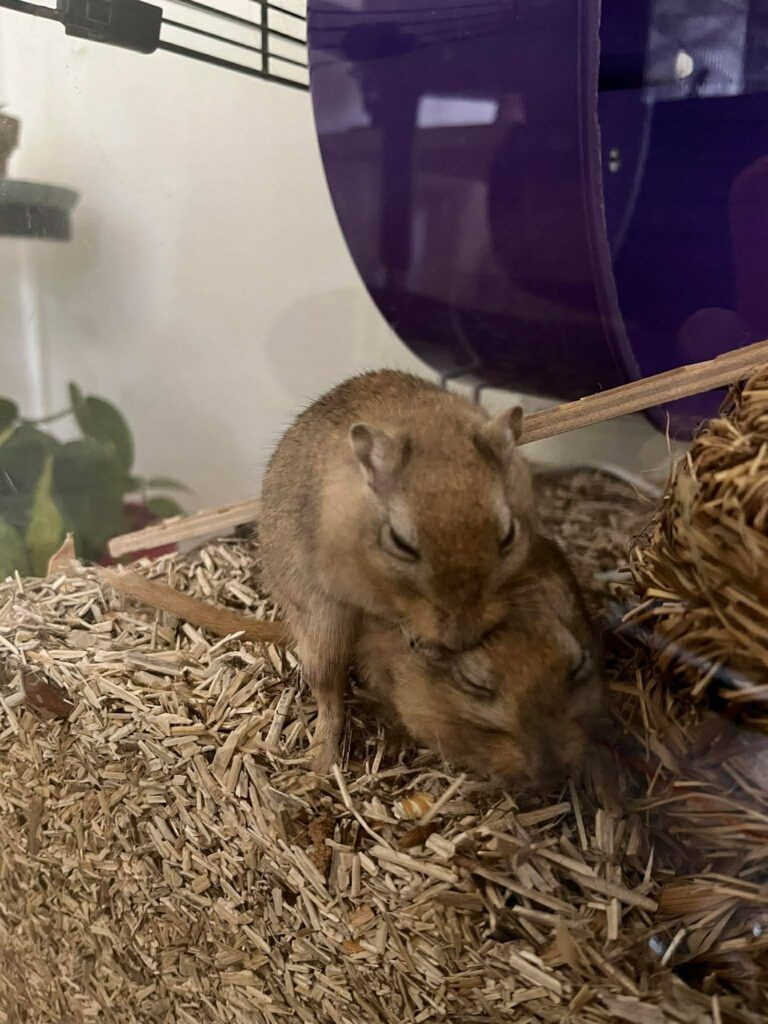 Patty et Selma, gerbille, à l'adoption