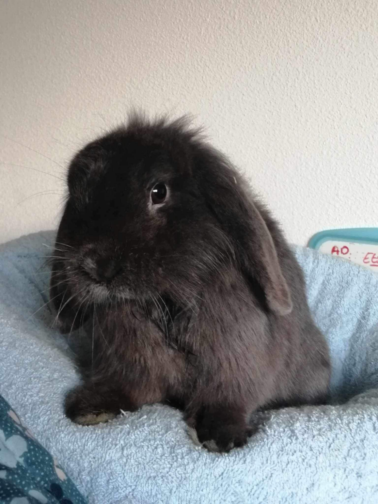 Rebel, lapin, à l'adoption