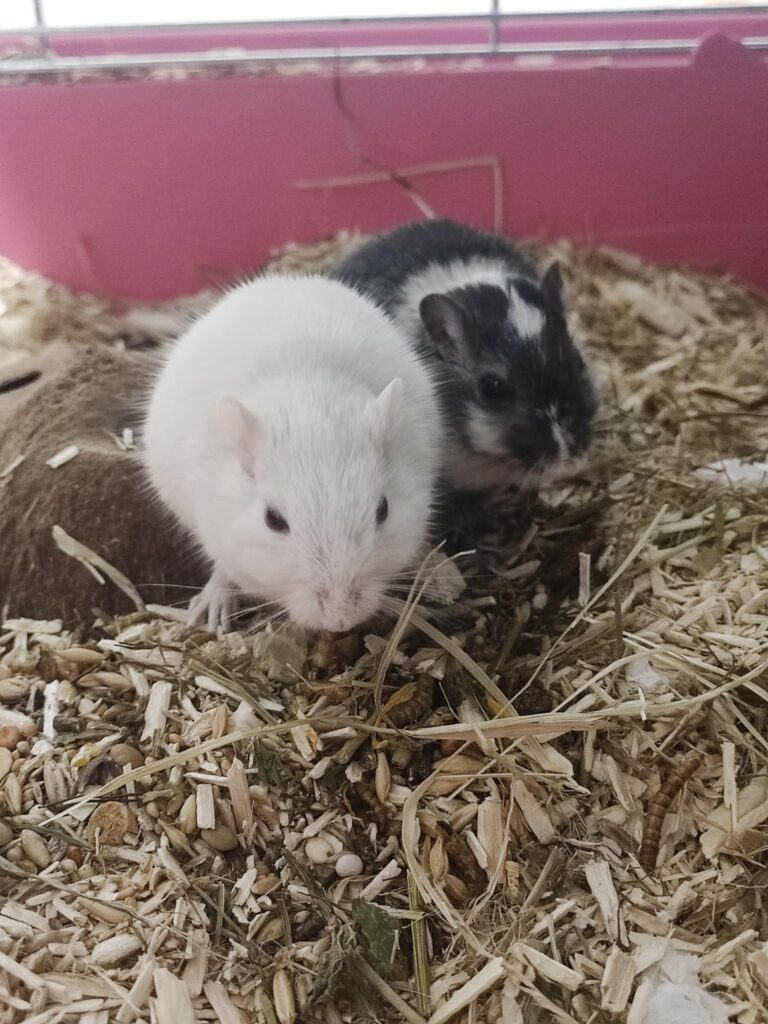 Yin et Yang, gerbille, à l'adoption