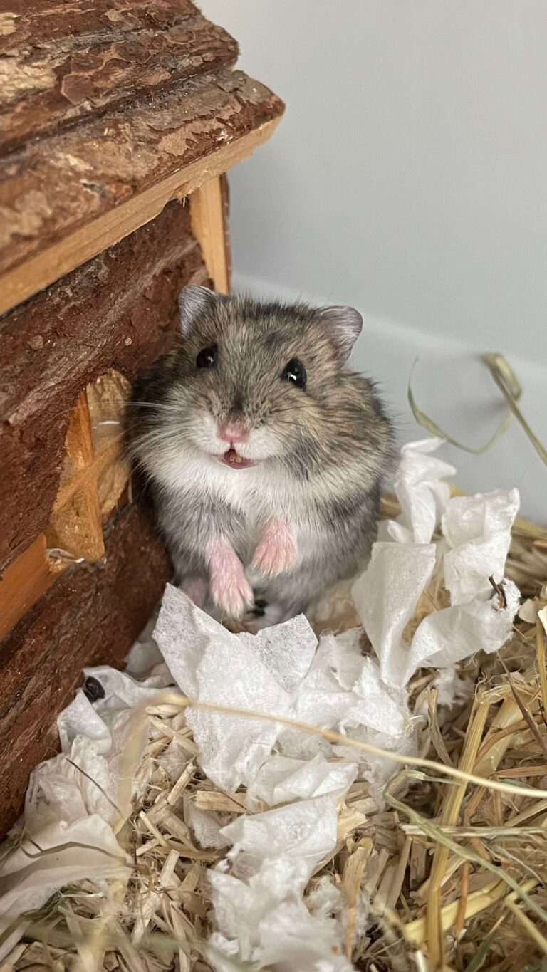 Patachou, hamster, à l'adoption