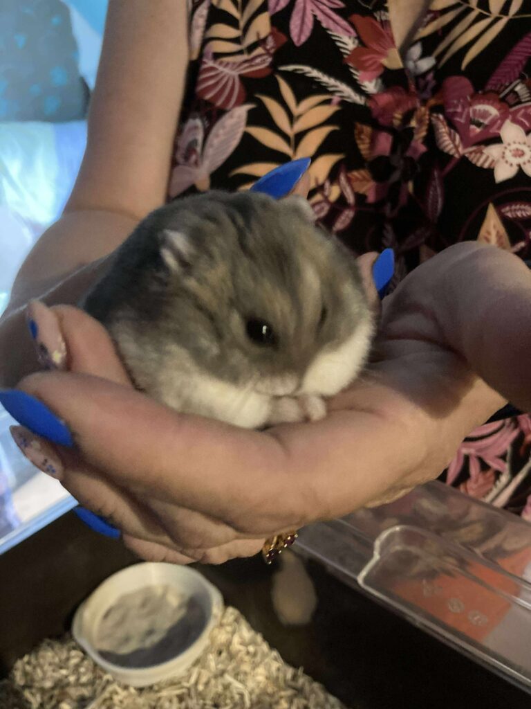 Shrek, hamster, à l'adoption