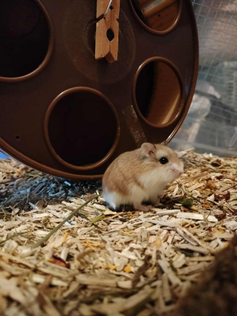 Tibou, hamster, à l'adoption