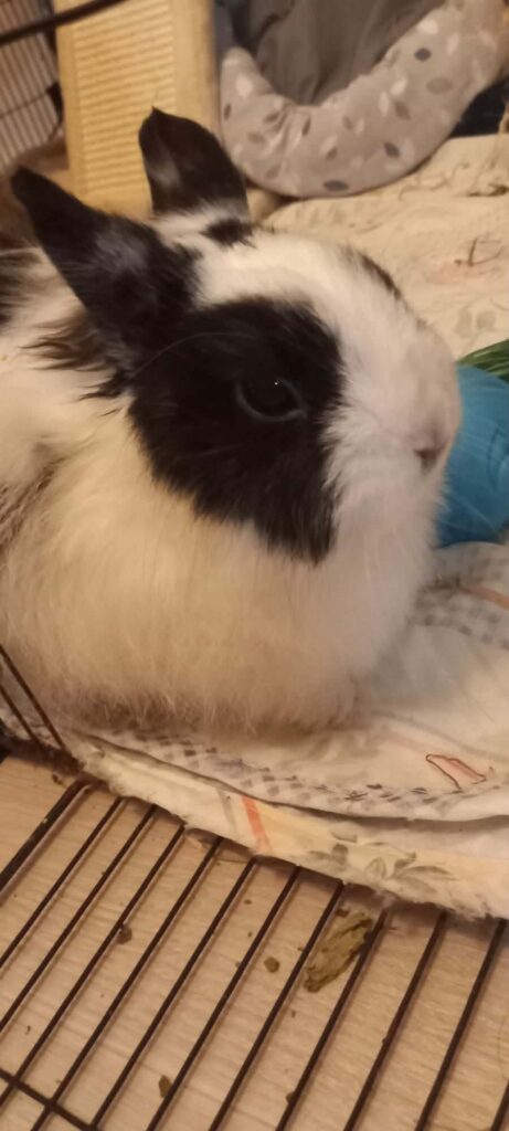 Chouquette, photo 1 sur 2