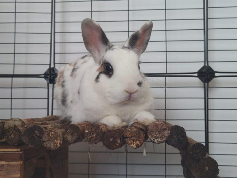 Atchoum, lapin, à l'adoption