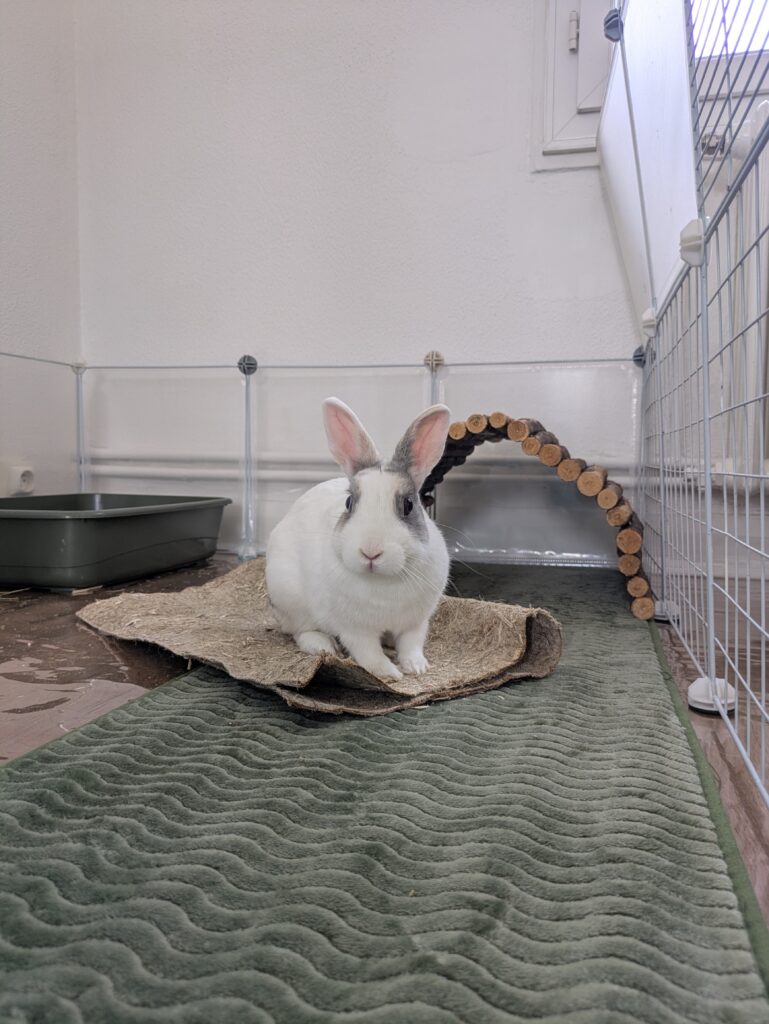 Bella