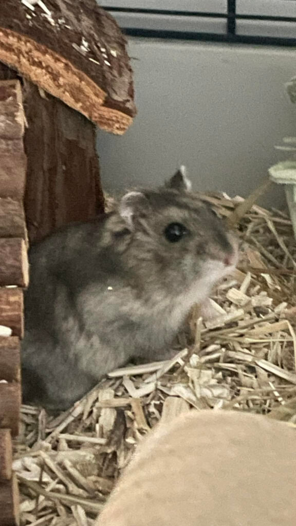 Bucky