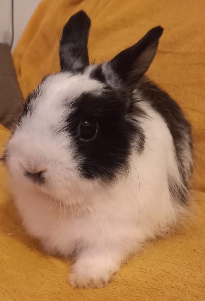 Chouquette