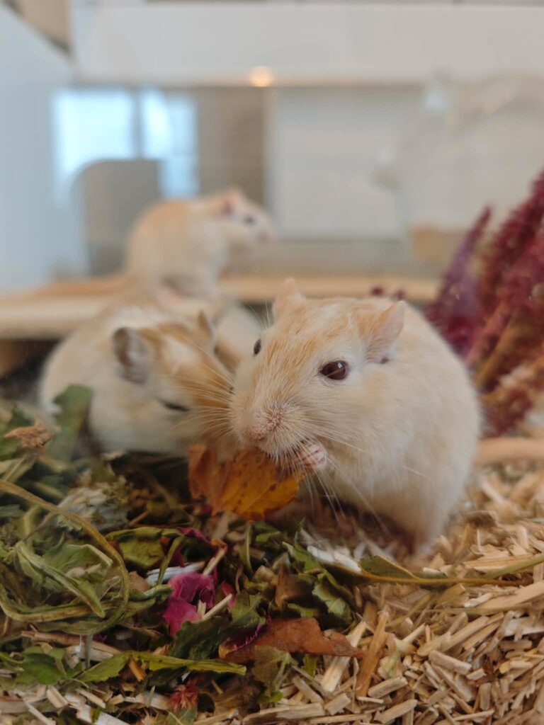 Truffe, Morille et Girolle, gerbille, à l'adoption