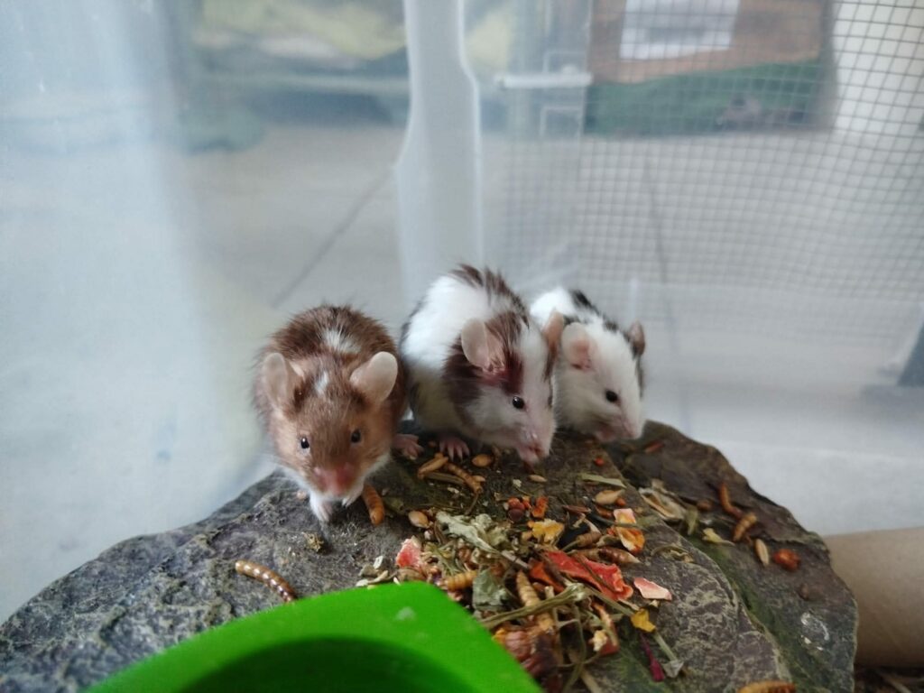 Piper, Phoebe et Paige